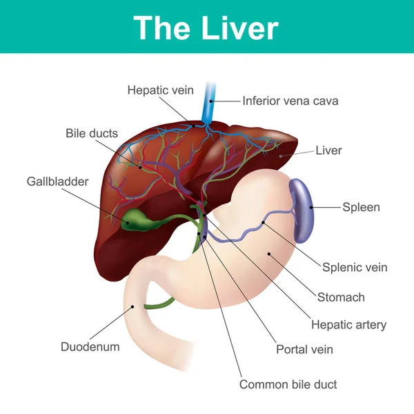 肝脏是唯一能自然再生失去的组织的人体内器官 这并不是真正的再生 而是哺乳动物的补偿性生长 — 图库矢量图片