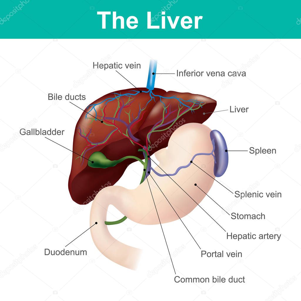 The liver is the only human internal organ capable of natural regeneration of lost tissue.This is however, not true regeneration but rather compensatory growth in mammals.