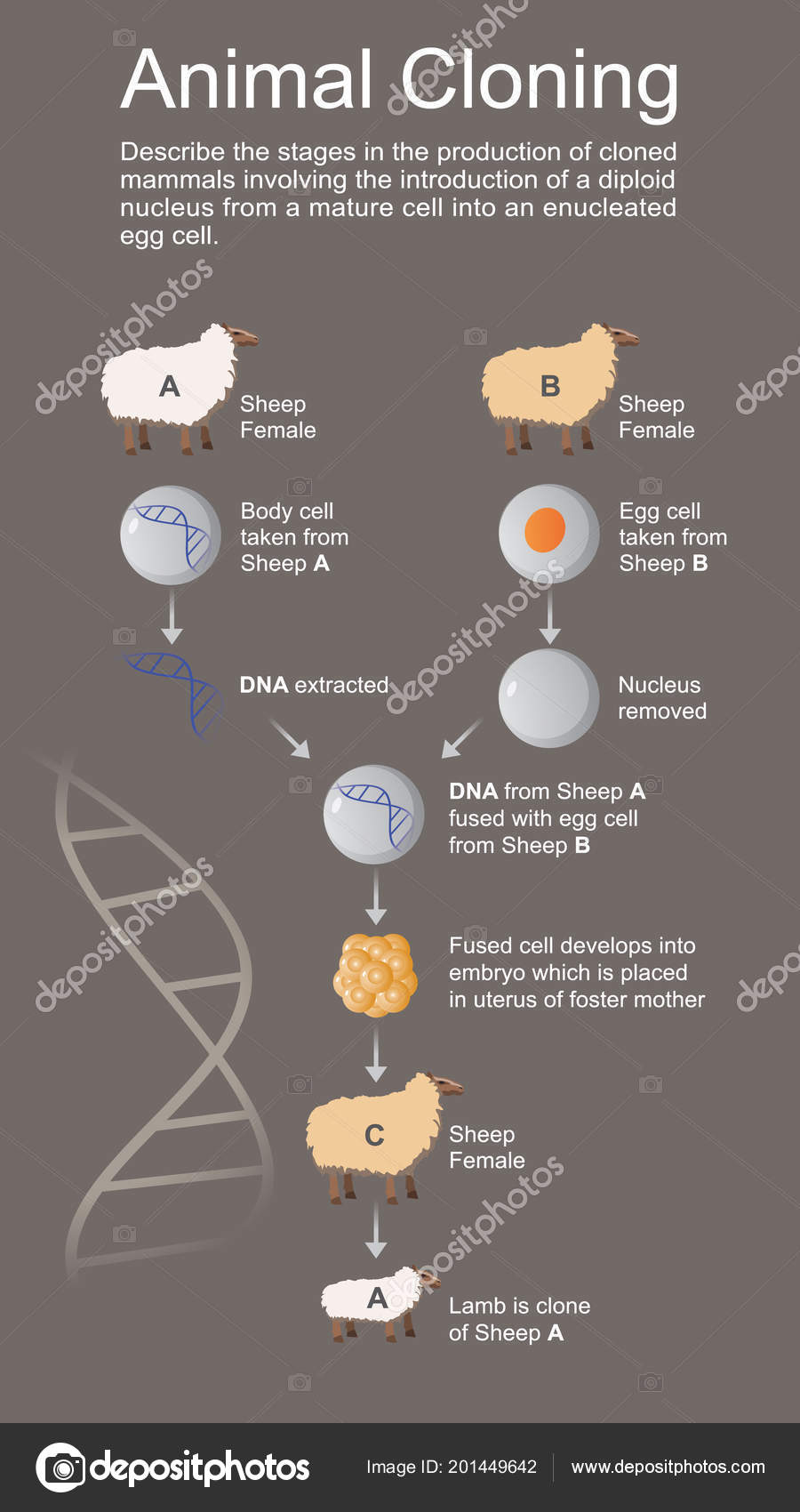 Cloning Most Recent Evolution Selective Assisted Breeding Animal