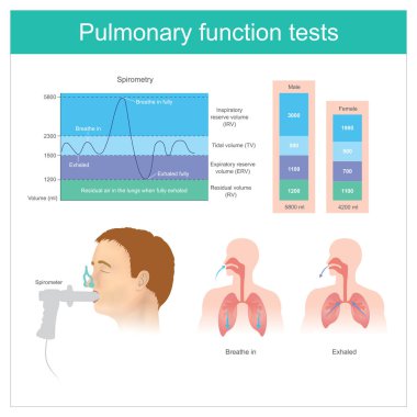 Akciğer fonksiyon testleri. Sırasında akciğerlerde hava hacmi nefes için test ve tamamen parçasıyla birlikte kullanılmalıdır.