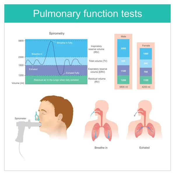 Pruebas Función Pulmonar Pruebas Volumen Aire Los Pulmones Durante Inhalación — Vector de stock