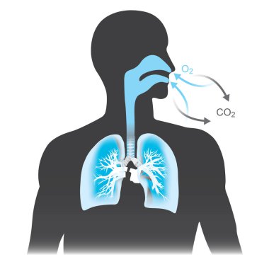 Akciğerler solunum insanlarda birincil organlar vardır. Mono sesi siyah ve mavi renk.