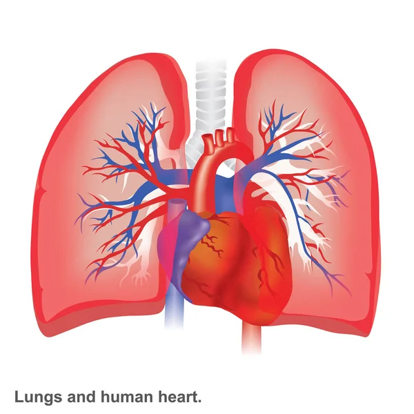 Pulmões Coração Humano Ilustração Anatomia Infográfica —  Vetores de Stock