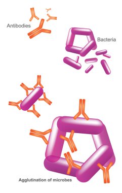 Antikor ve bakteri. İllüstrasyon sağlık ve tıbbi Infographic.