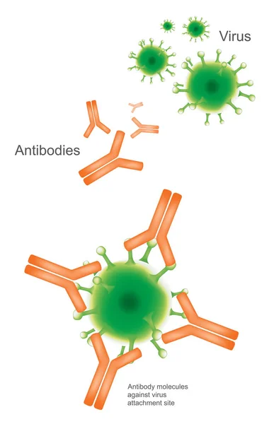 抗体和病毒 说明医疗保健和医疗图表 — 图库矢量图片