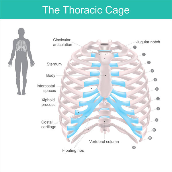 Thoracic cage is made up of bones and cartilage along, It consists of the 12 pairs of ribs with their costal cartilages and the sternum. Illustration human bones.