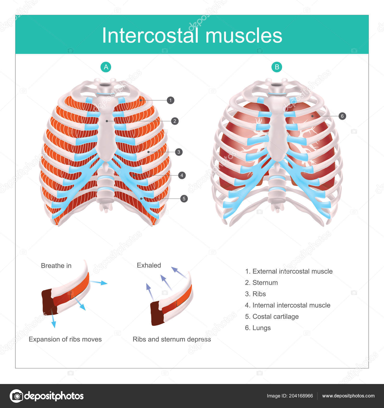 Thoracic Cage Thoracic Cage Made Bones Cartilage Consists Pairs Ribs ...