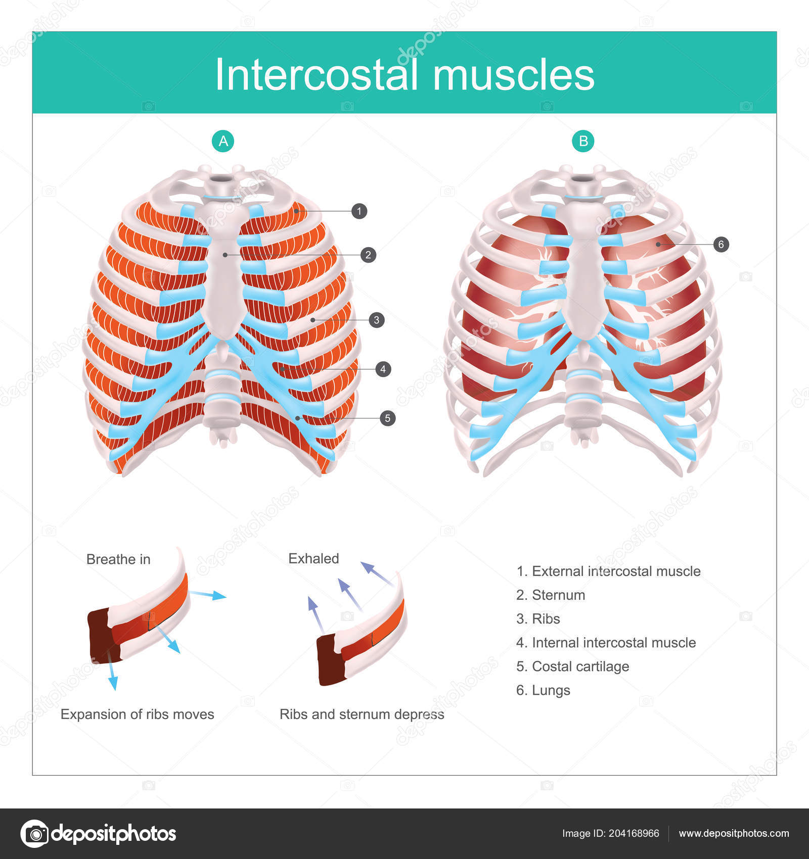 Diagram Rib Cage With Organs Diagram Of The Human Abdominal Cavity