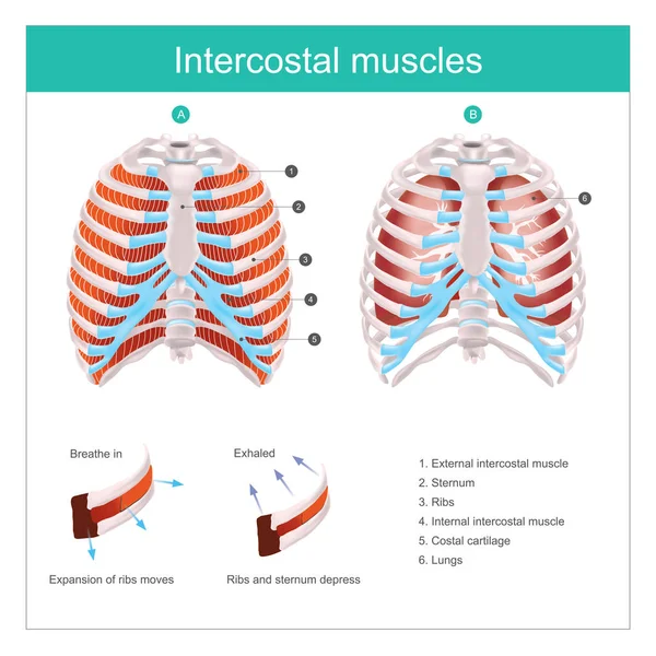 Thoracic Cage Thoracic Cage Made Bones Cartilage Consists Pairs Ribs — Stock Vector