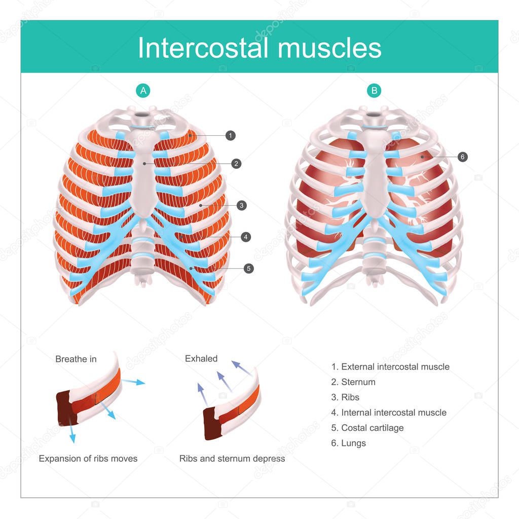 The Thoracic Cage. The thoracic cage is made up of bones and cartilage along, It consists of the 12 pairs of ribs with their costal cartilages and the sternum. 