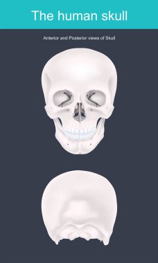 İnsan kafatası baş insan iskeleti oluşturan kemik yapıdır. Yüz yapıları destekler ve beyin için bir boşluk oluşturur.