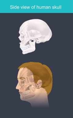 İnsan kafatası yan görünüm. Resimde Infographic.