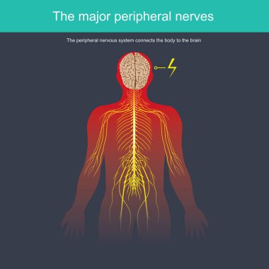 The peripheral nervous system connects the body to the brain clipart
