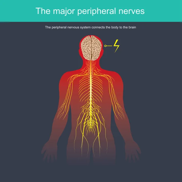 Sistema Nervioso Periférico Conecta Cuerpo Con Cerebro — Vector de stock