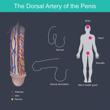 Penisin Dorsal arter.