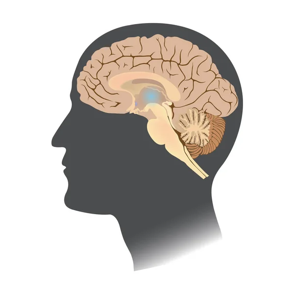 Menschliches Gehirn weiß isolieren. — Stockvektor