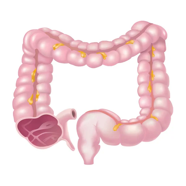大腸とも呼ばれる消化の最終段階の一部であります — ストックベクタ