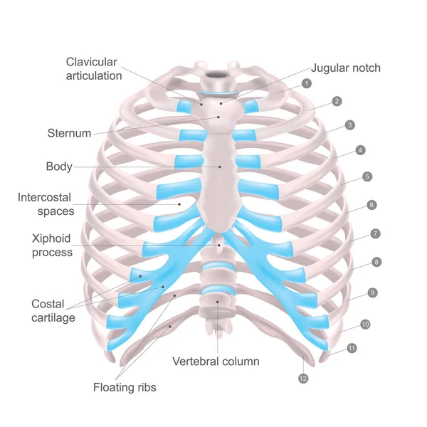 Thoracic Cage Made Bones Cartilage Consists Pairs Ribs Costal Cartilages — Stock Vector