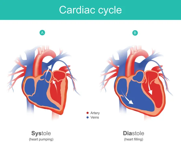 Pompalar vücut için kan insan vücudu organı kalptir. Anatomi Infographic.