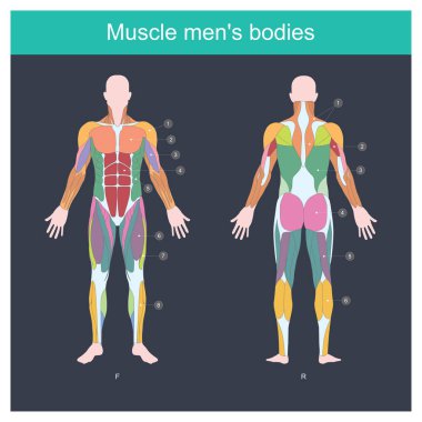 Muscle is the part of the body that exerts, And control the movement of the internal organs. Illustration front and back side. clipart
