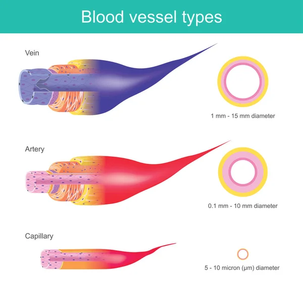 人間の体の血管は 微粒子の器官を体全体を転送 これらの血管は 異なるサイズを持っています — ストックベクタ