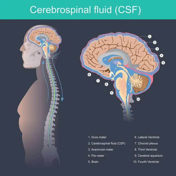 Церебринальная Жидкость Csf Защищает Мозг Спинной Мозг Ударов Сокращает Отходы — стоковый вектор