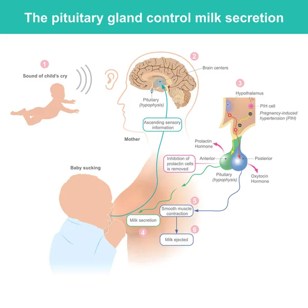 Cuando Madre Oye Llorar Bebé Cerebro Activa Suministro Leche Mama — Vector de stock