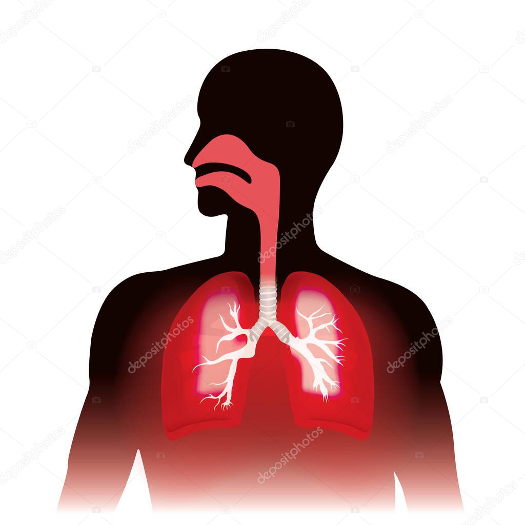 Lungs and human respiration. Anatomy graphic, Illustration.