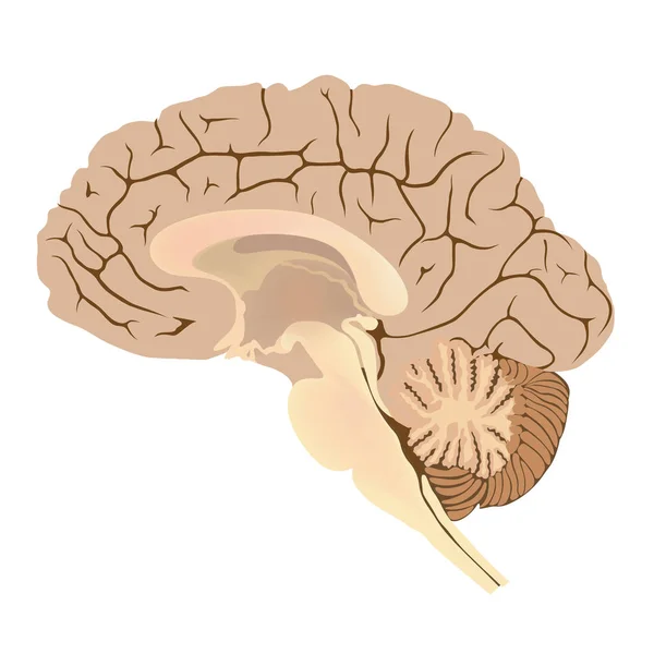 Cerebro Humano Ilustración Gráfica Anatomía Parte Del Cuerpo — Archivo Imágenes Vectoriales