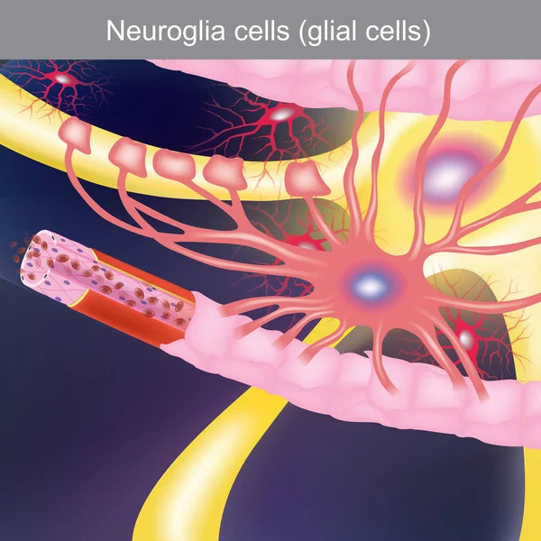 Deber Tratar Sistema Nervioso Central Llevando Comida Oxígeno Las Células — Archivo Imágenes Vectoriales