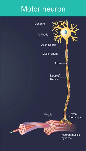 Motoneurone Est Corps Cellulaire Situé Dans Cerveau Moelle Épinière Contrôle — Image vectorielle