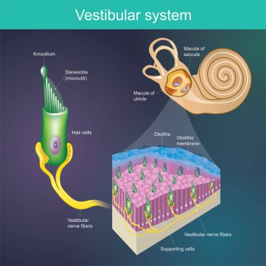 Vestibular system. An organ that determines the body's balance. And the direction of the body. clipart