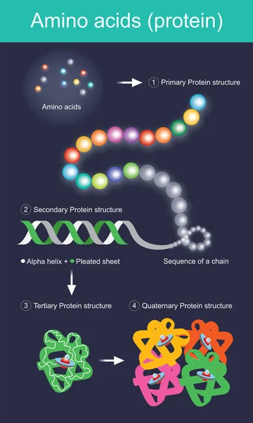 Cuando Comemos Proteínas Cuerpo Las Digiere Aminoácidos Antes Ser Absorbidas — Archivo Imágenes Vectoriales