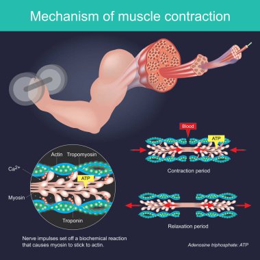 The muscle contraction as a result of Nerve impulses set off a biochemical reaction that causes myosin to stick to actin. Human body infographic. clipart
