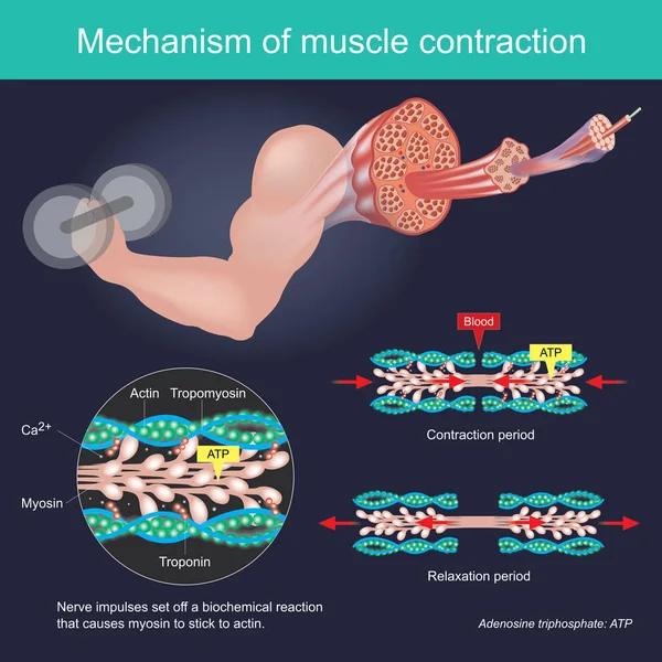 Kas kasılması sonucunda sinir uyarılarının aktin için sopa myosin neden olur bir biyokimyasal reaksiyon yola çıktık. İnsan vücudu Infographic.