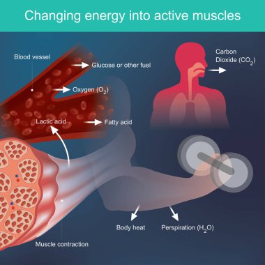 The body will use nutrients that provide energy when exercising, By based on factors from the blood system And primarily muscles, Waste such as perspiration and heat is released. clipart