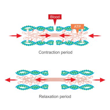 The muscle contraction as a result of Nerve impulses set off a biochemical reaction that causes myosin to stick to actin. Human body infographic. clipart