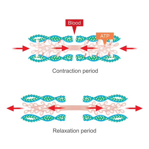 Muskelkontraktion Till Följd Nervimpulser Iväg Biokemisk Reaktion Som Orsakar Myosin — Stock vektor