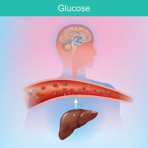 A glicose é um açúcar que o corpo cria naturalmente . —  Vetores de Stock