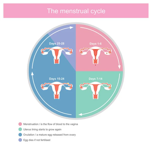 Mostrar sobre los días de menstruación y el período de ovulación en las mujeres. En — Vector de stock