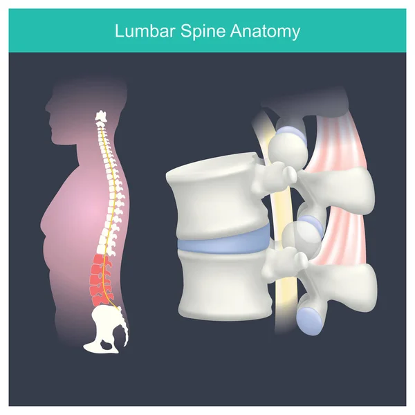 Anatomia della colonna vertebrale lombare . — Vettoriale Stock