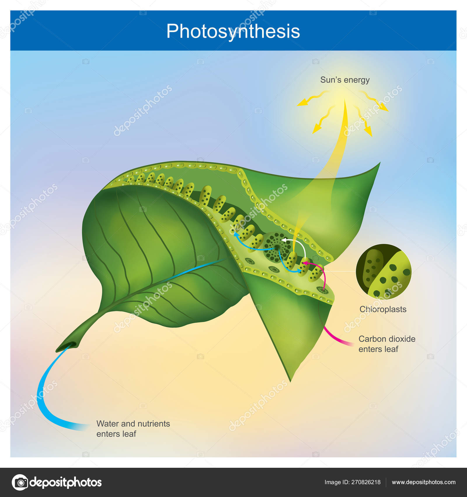 Photosynthesis is a process by plants and other organisms use to Stock  Vector Image by ©pattarawit #270826218