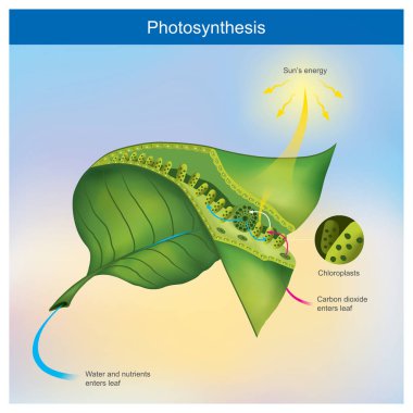 Photosynthesis is a process by plants and other organisms use to clipart
