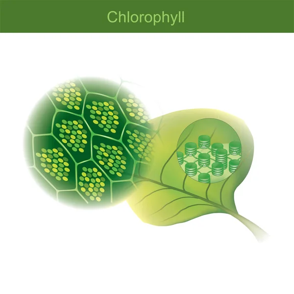 Chlorofyl je zelený fotosyntetický pigmentu nalezený v rostlinách. — Stockový vektor