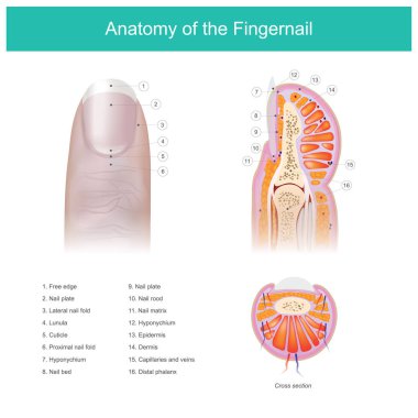 Anatomy of the Fingernail. clipart