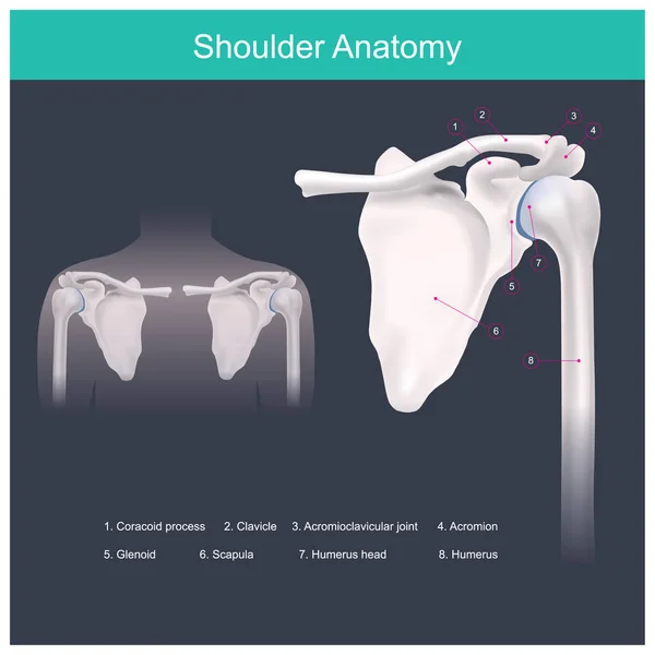 Shoulder Anatomy. — Wektor stockowy