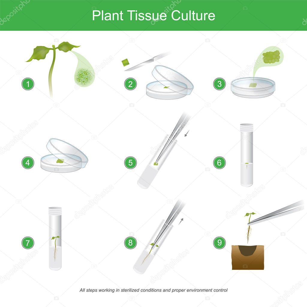 Plant Tissue Culture. Rare plant tissue culture with cutting som