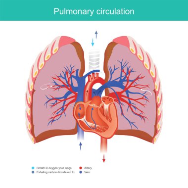 Pulmoner dolaşım.