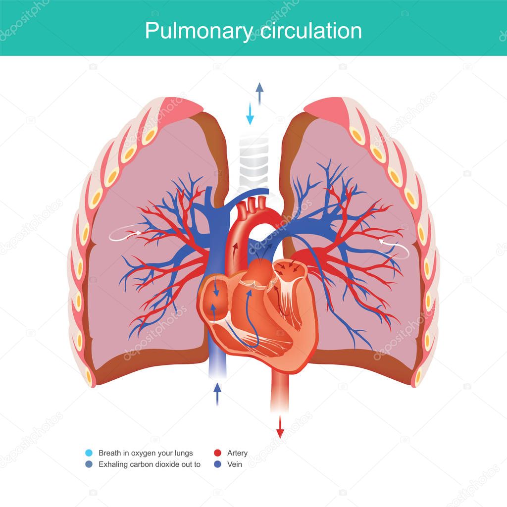 Pulmonary circulation.