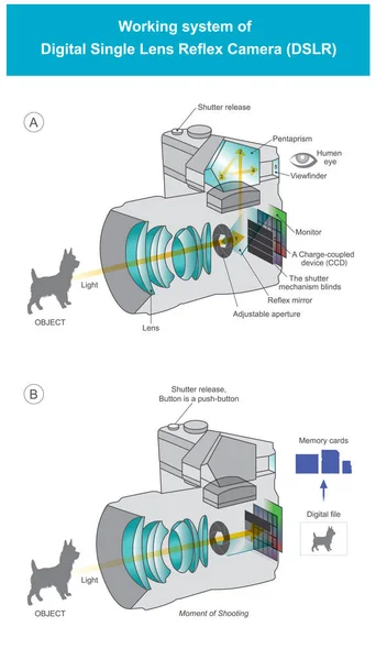 Magyarázza meg a digitális tükörreflexes fényképezőgép munkarendszerét — Stock Vector